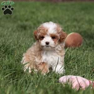 Dolly, Cavapoo Puppy